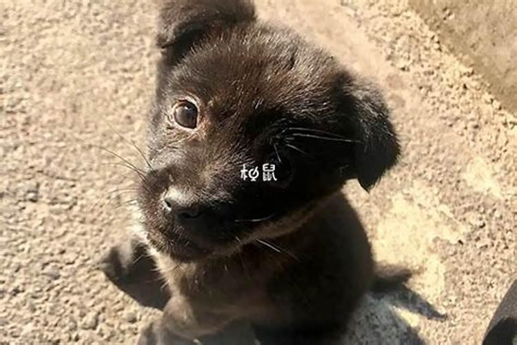 梦见黑狗亲近自己是什么征兆