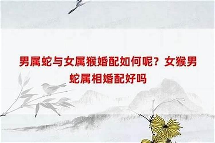男属猴女属蛇女大三岁