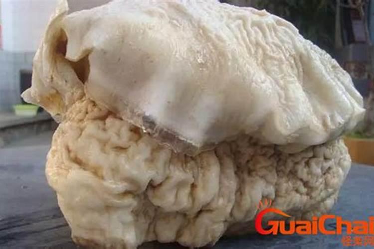 野生太岁肉灵芝有什么作用和用途