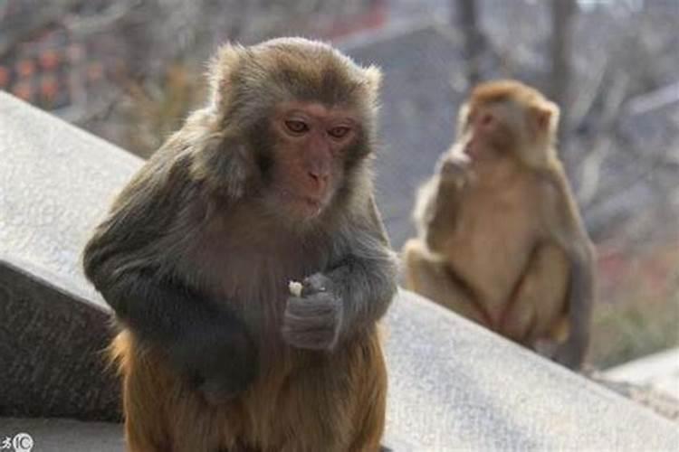 十猴九苦是啥意思 十猴九不全什么意思 为什么？