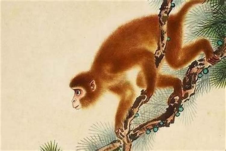 2024生肖猴女一辈子没福气 十猴九苦哪个月份最苦