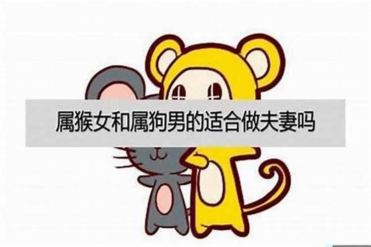 属狗男人和属猴女人相配吗
