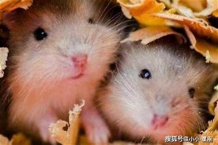 老祖宗留下的八字婚配表合婚口诀