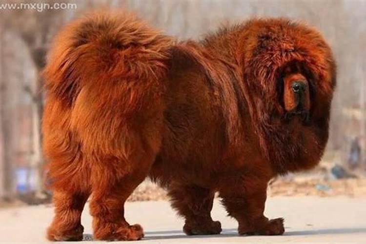 梦见大藏獒是什么意思？