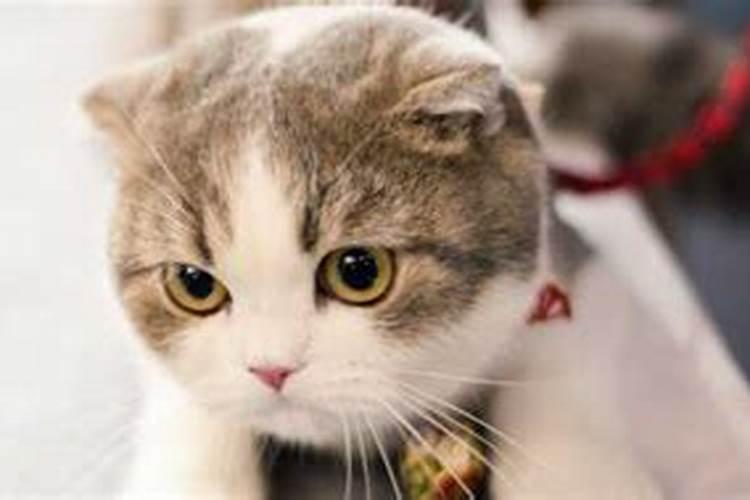 梦见别人杀了猫的预兆