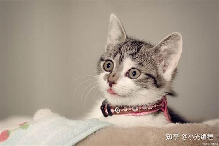 梦见别人杀猫的预兆