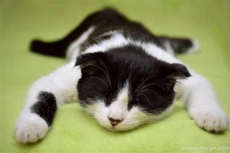 梦见有人虐猫