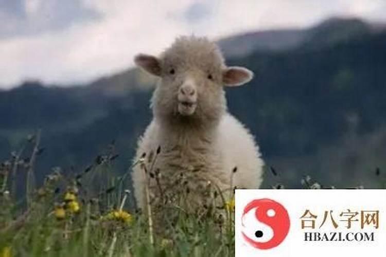 狗与羊属相婚配可以吗 狗跟羊真的不能在一起