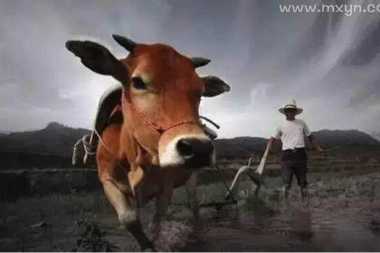 腊月从什么时候开始烧纸为好