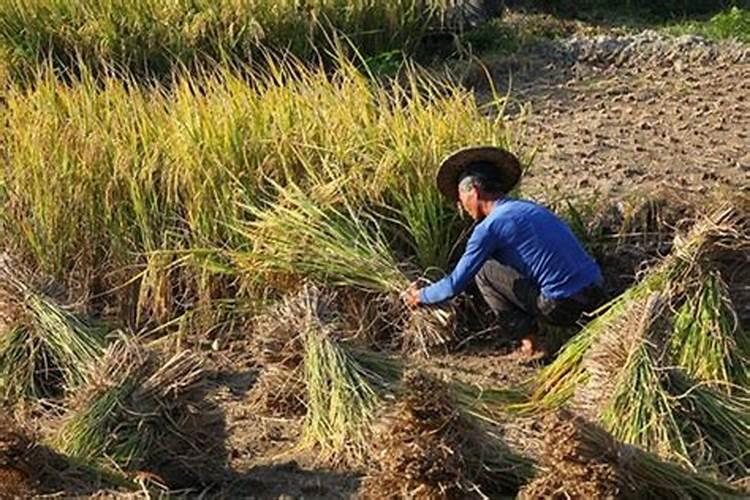 梦见买小麦是什么意思？