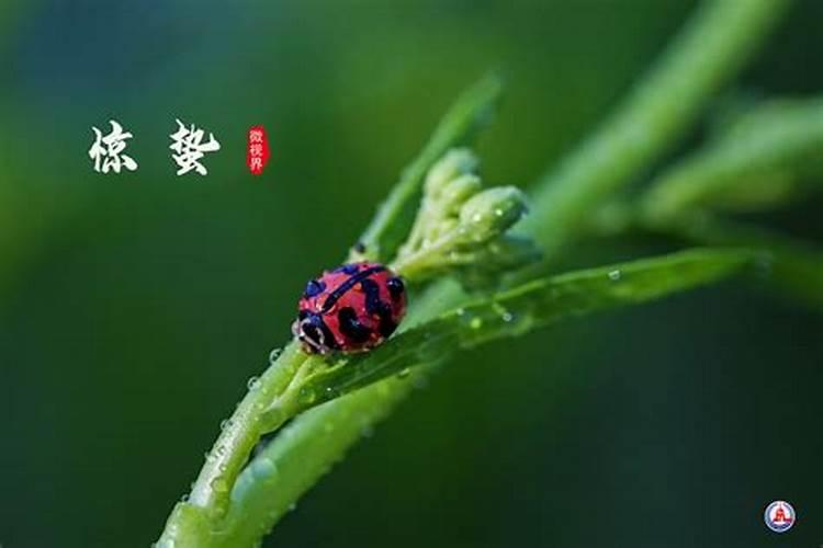 龙抬头有什么忌讳 龙抬头有什么风俗