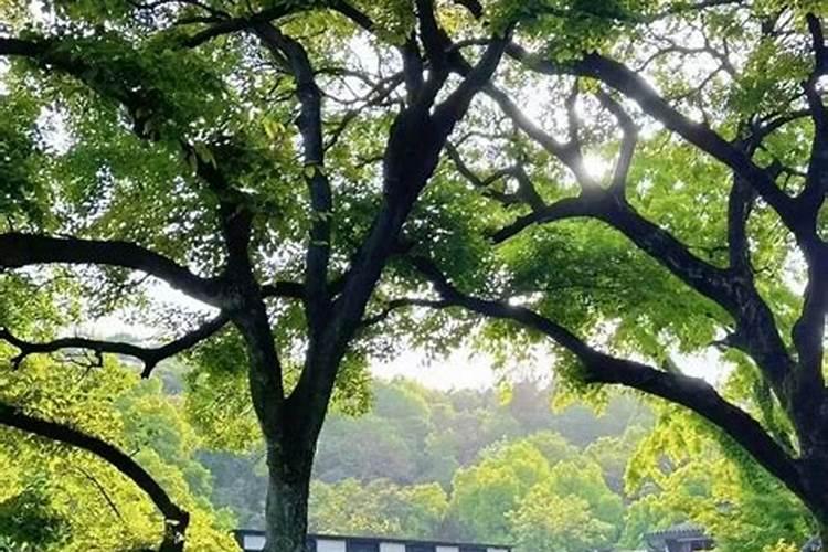 2021中班重阳节的教案范文