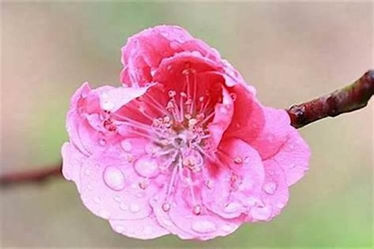 在屋宅风水中能提高桃花运势的摆设