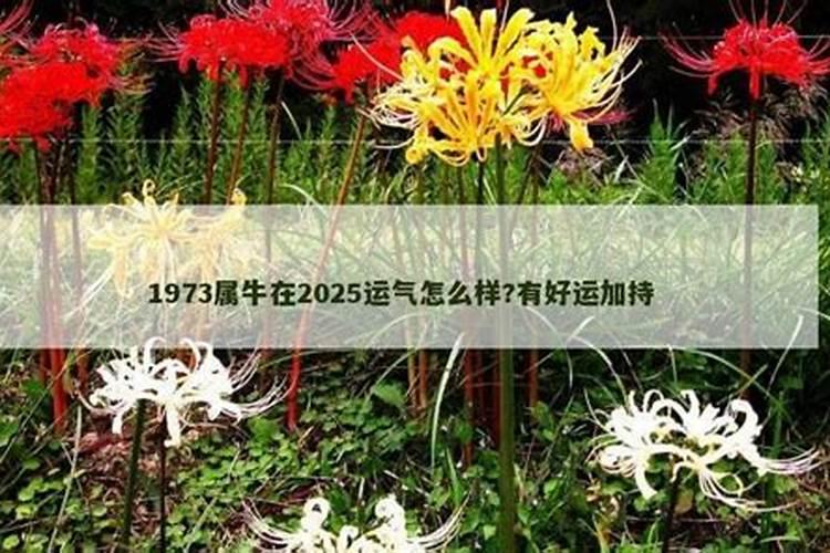 属牛的2025年运气怎么样