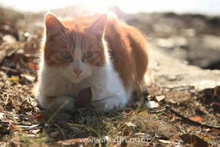 梦见猫生小猫是什么征兆？