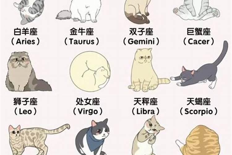 什么生肖的人养猫最旺
