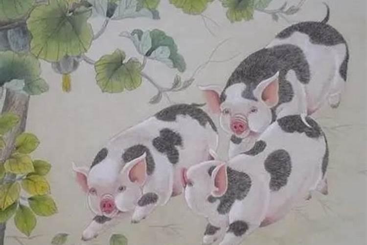 属猪的今年能投资做生意吗