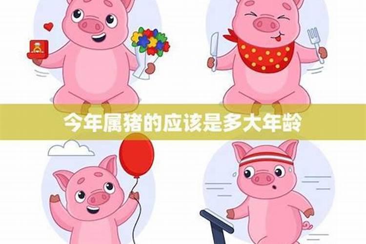 属猪人十二生肖流年运势 遇兔年失地收复人气升？