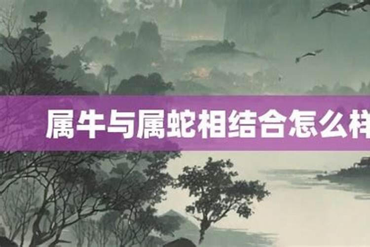 属牛和属蛇的合得来吗