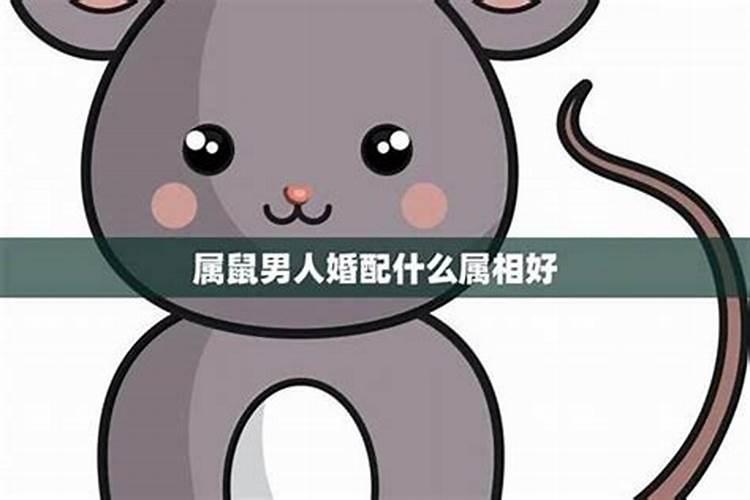 男属鼠找什么属相较好 男属鼠和什么属相较配