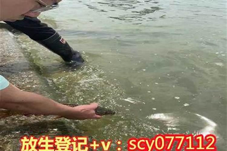 猪女狗男婚配好不好 生肖猪和狗会相冲吗