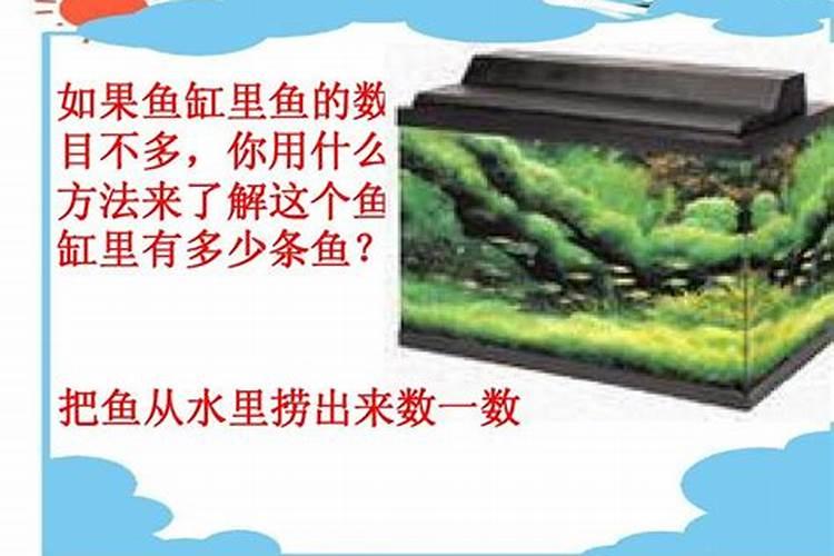 1955属羊的是什么命