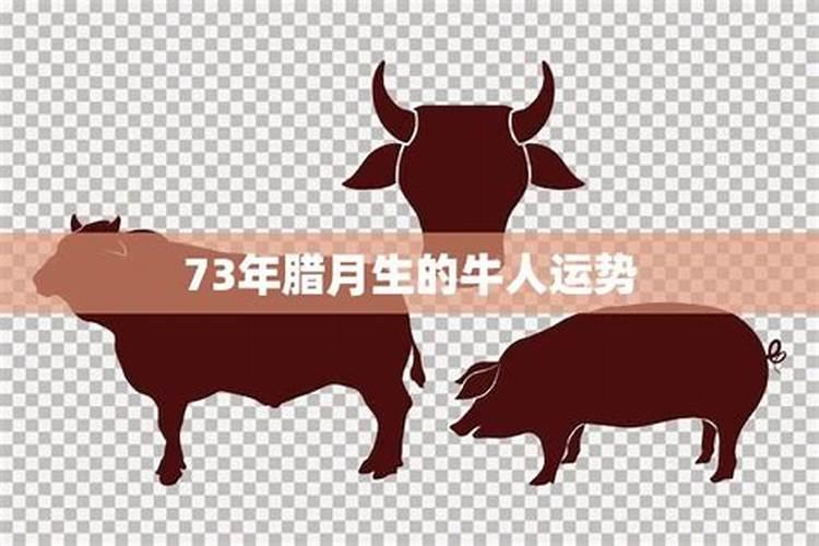 2024年属牛的人运势 2024属牛年运势及运程