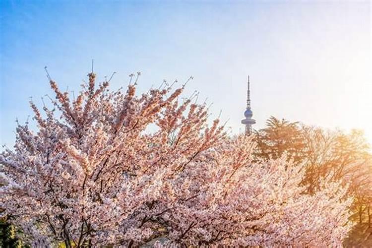 青岛春季踏青旅游