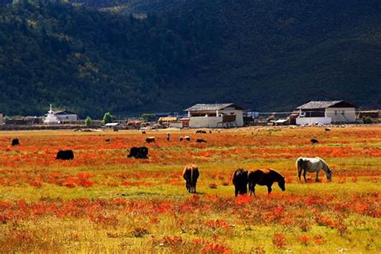 舟山出发：香格里拉心灵之旅详细攻略