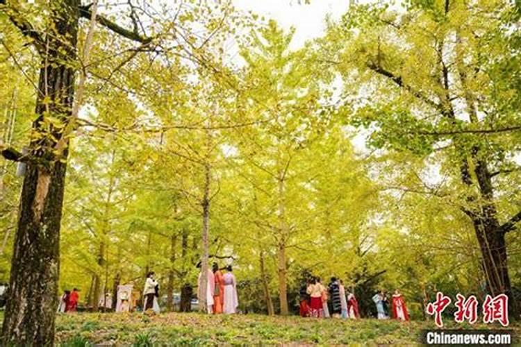 广州出发-广西3天游，秋摄兴安漠川乡银杏+恭城月柿节