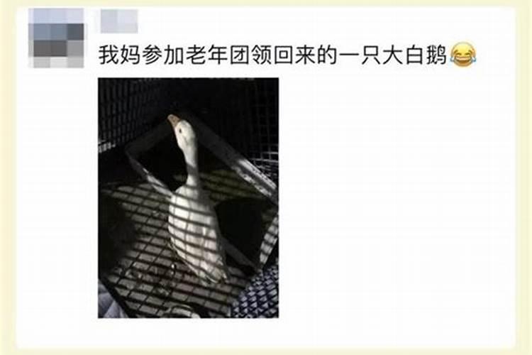 杭州姑娘懵了：妈妈花100块跟团游，免费带回3只鸡鸭鹅！不知道他们到底图什么？