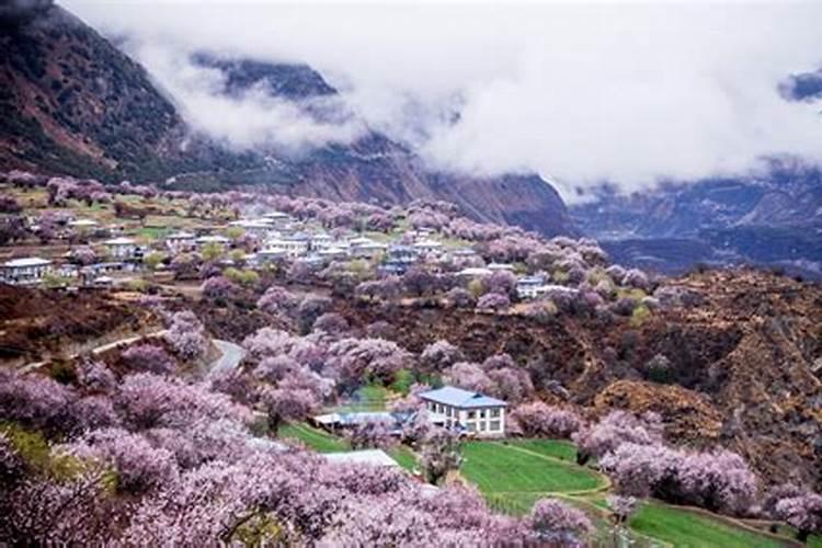 3月西藏｜开启桃花之旅，感受大自然的恩赐