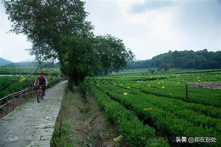 游杭州跟我走2：离西湖最近的龙井茶园，一派田园野趣，容易错过