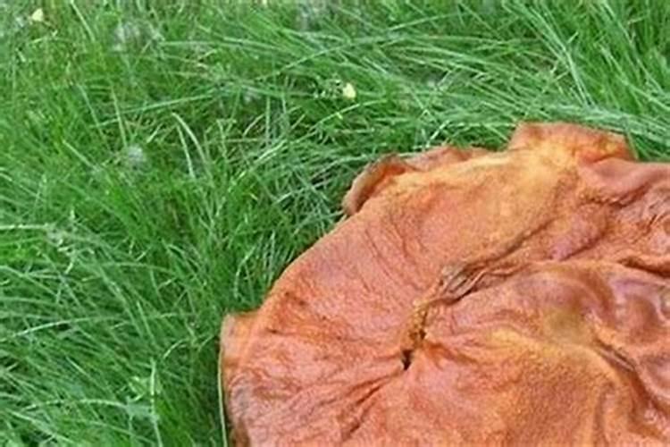 太岁的功效和作用 太岁的功效和作用是什么