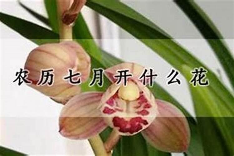 农历七月十五开什么花？