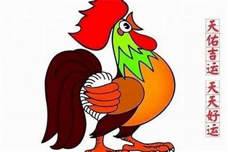属鸡出生在阳历11月份运程