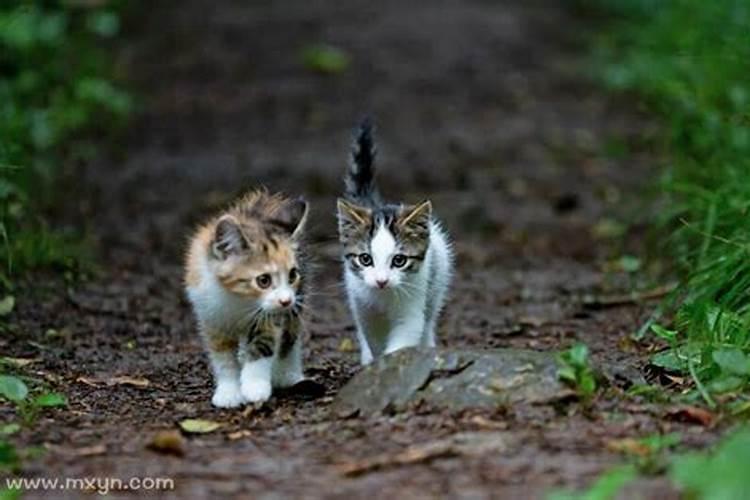 梦见自己的猫被别人打了是什么意思