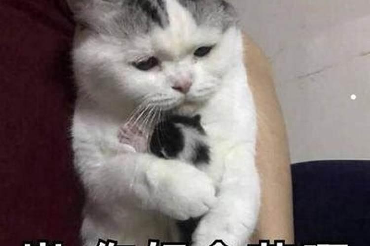 梦见别人杀了猫
