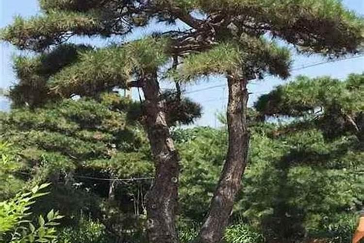 坟地松树什么时候载十月一行吗