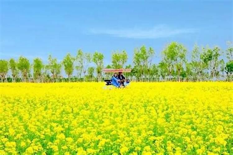 2024天津清明踏青赏花好去处