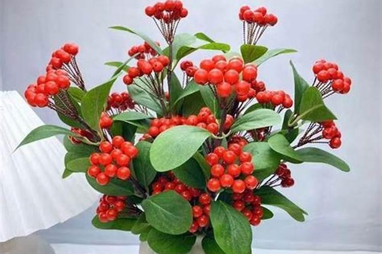 春节花含义